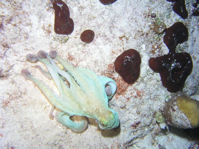 octopus cozumel 04