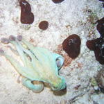 octopus cozumel 04