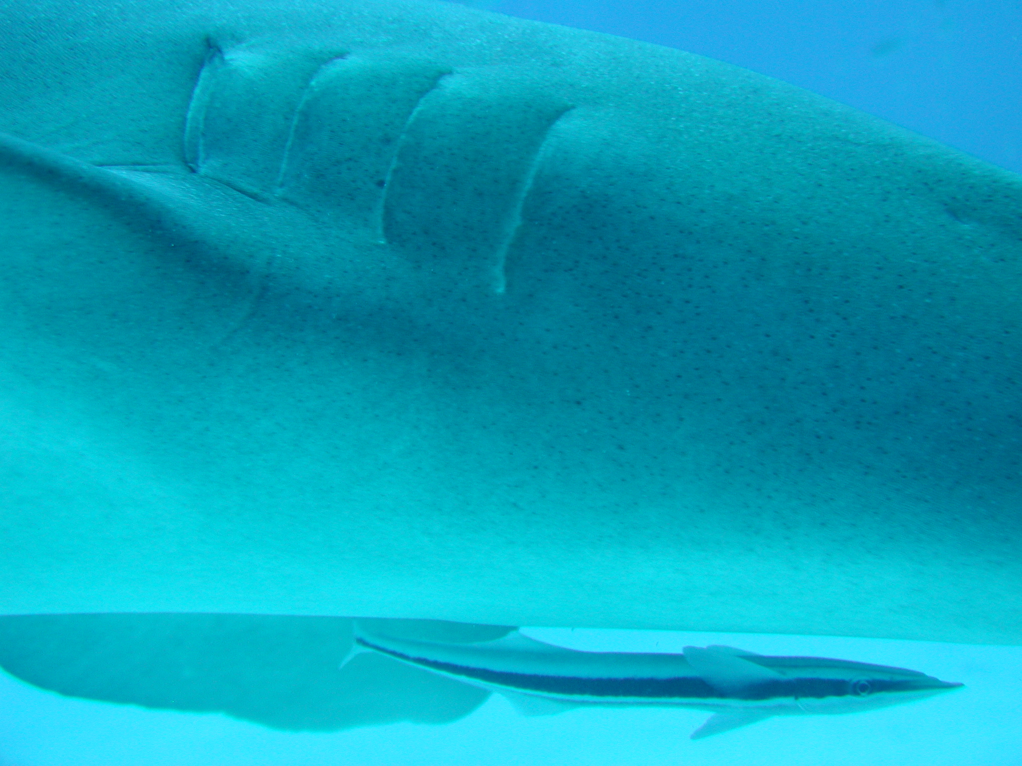  Remora, Blackbeards shark dive