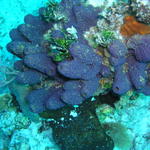 Purple Sponge Coz