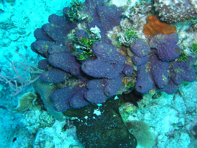 Purple Sponge Coz