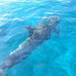 Dolphin Coz