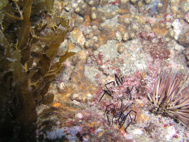 Sea Spiders Beaufort NC