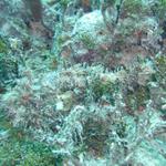 Scorpion Fish Blackbeards