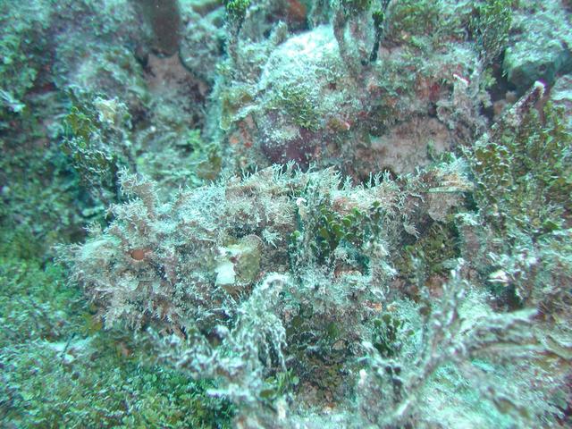 Scorpion Fish Blackbeards