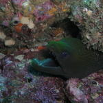 Moray CR 2005