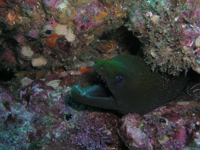 Moray CR 2005