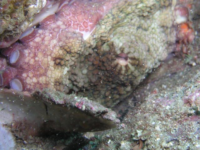 Octopus CR 05