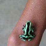 CR Poison Dart Frog