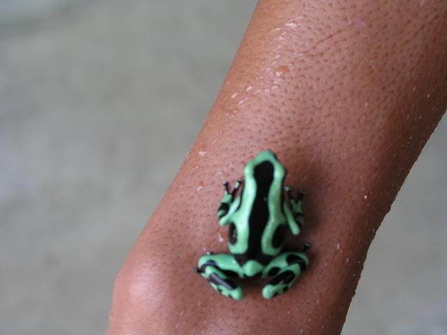 CR Poison Dart Frog