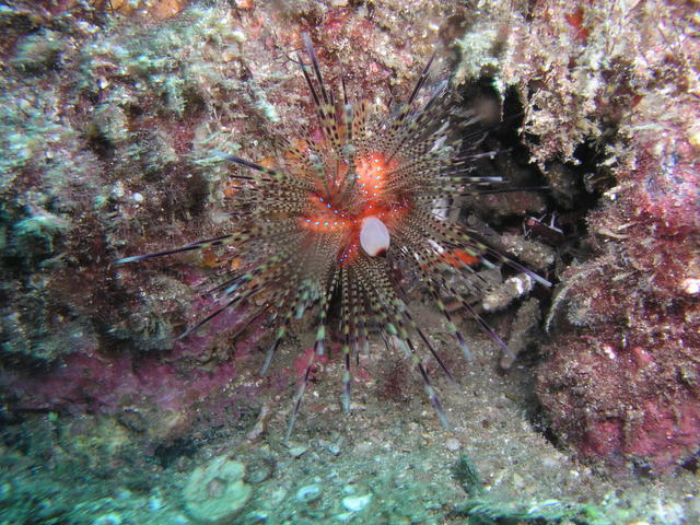 Urchin with Stomach Out Feeding CR