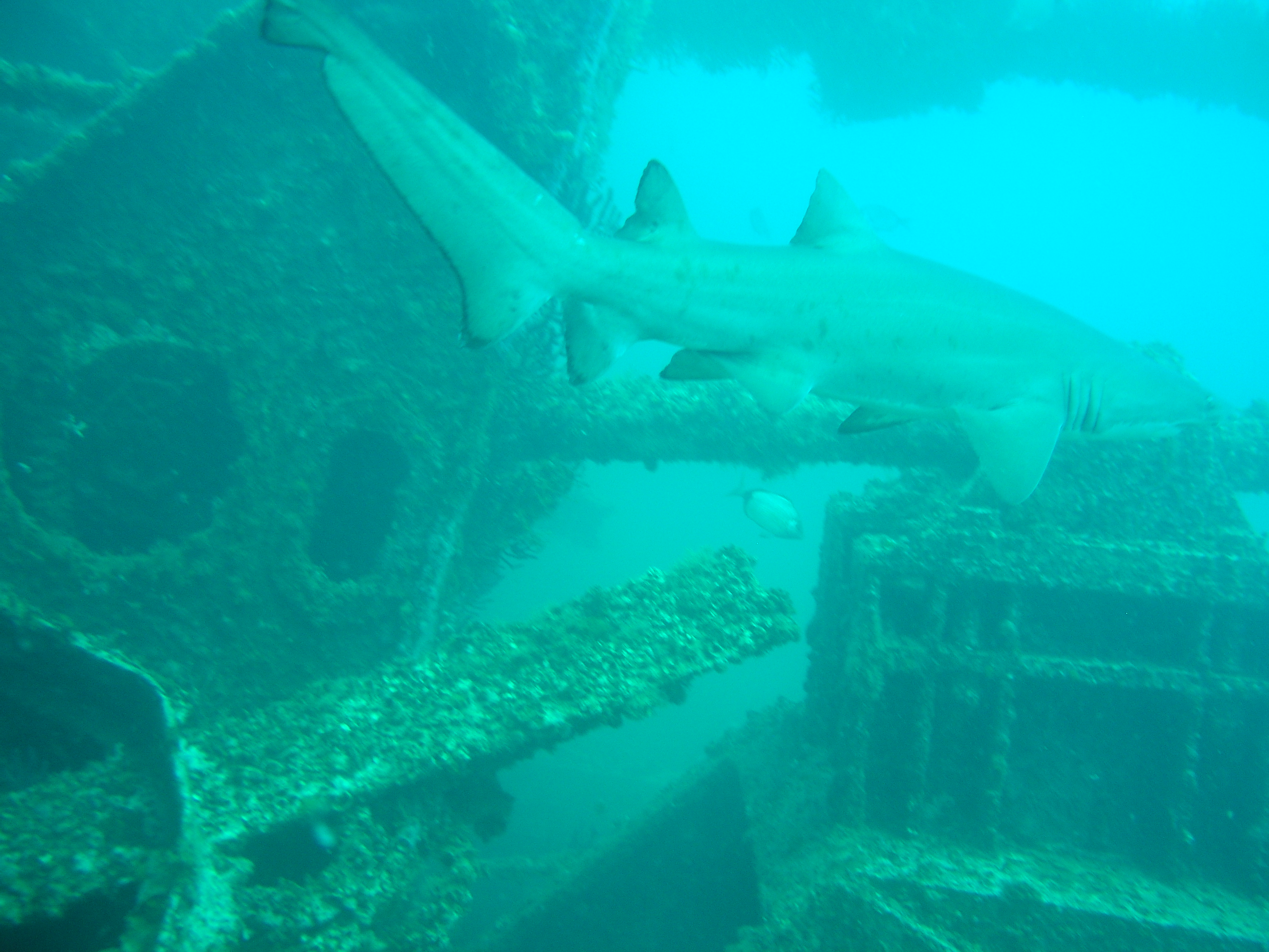 Sand Tiger NC