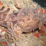 Scorpion Fish Wil NC