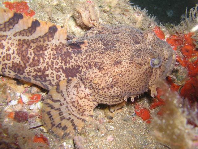 Scorpion Fish Wil NC