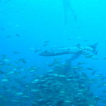 Barracuda Mooring line Norwood Memorial Dive