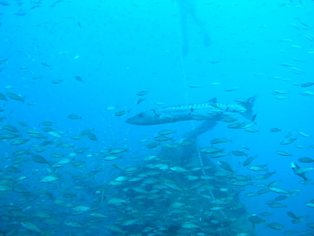 Barracuda Mooring line Norwood Memorial Dive