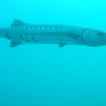 Norwood Memorial Dive Barracuda