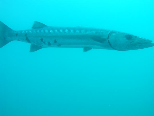 Norwood Memorial Dive Barracuda