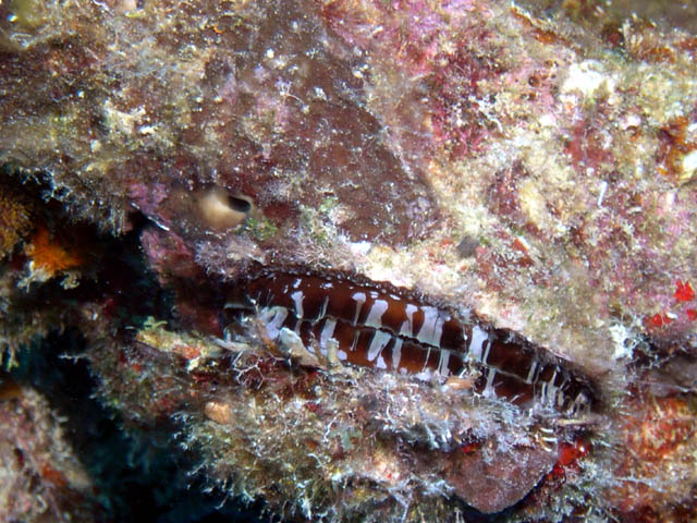 Atlantic Spiney Oyster on the wreck of the Eagle