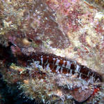 Atlantic Spiney Oyster on the wreck of the Eagle