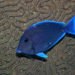 Blue Tang near Winch Hole