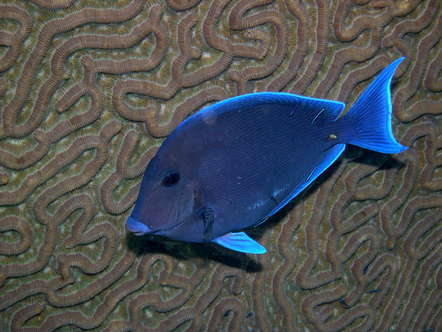 Blue Tang near Winch Hole