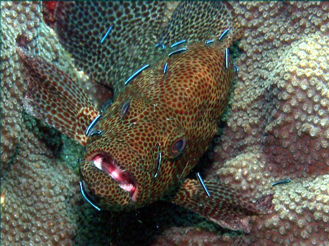 Hind at cleaning station