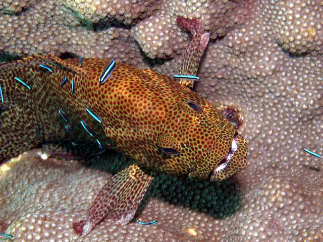 Neon Gobies at work