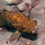 Neon Gobies at work