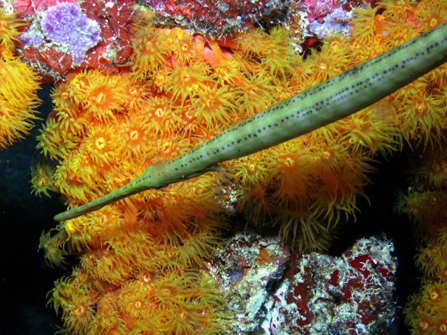 Cup Coral and a Trumpet