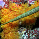 Cup Coral and a Trumpet