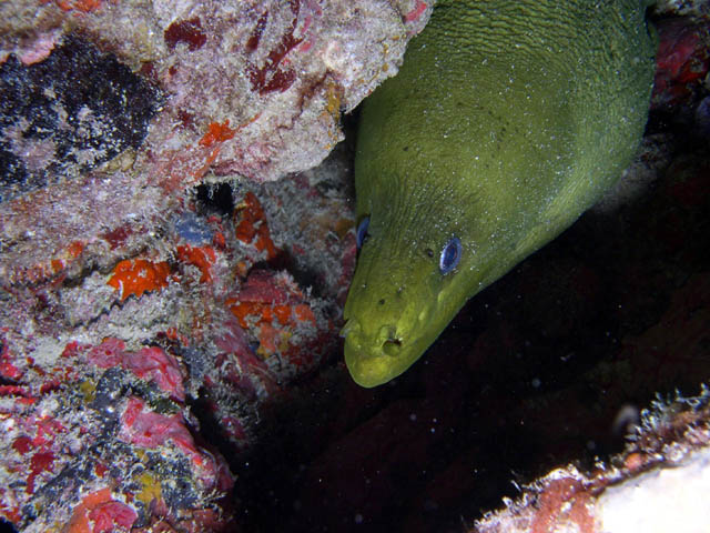 A Daune Green Moray