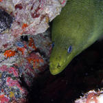 A Daune Green Moray