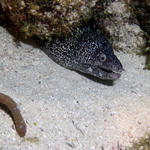 A Spotted Moray