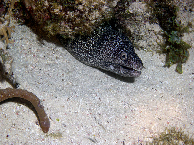 A Spotted Moray