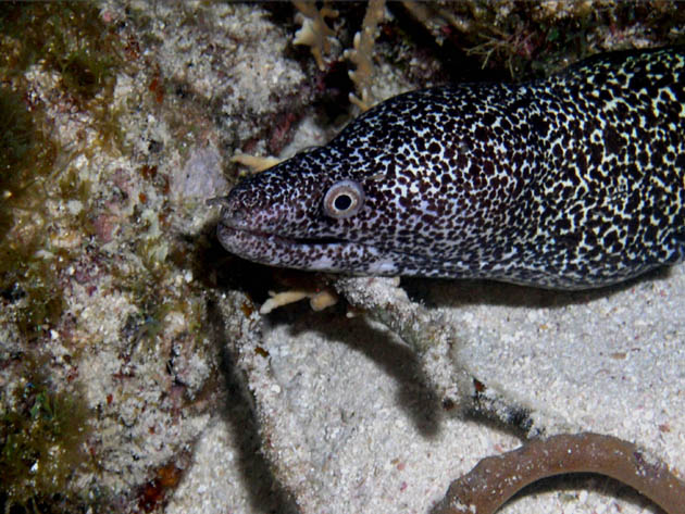 Spotted Moray at Snapper