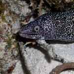 Spotted Moray at Snapper