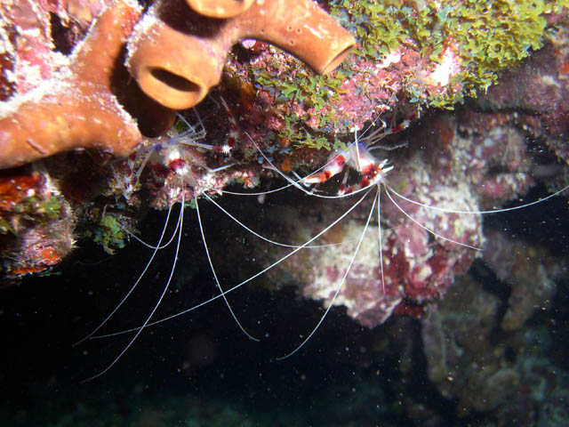 Coral Shrimp