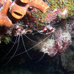 Coral Shrimp