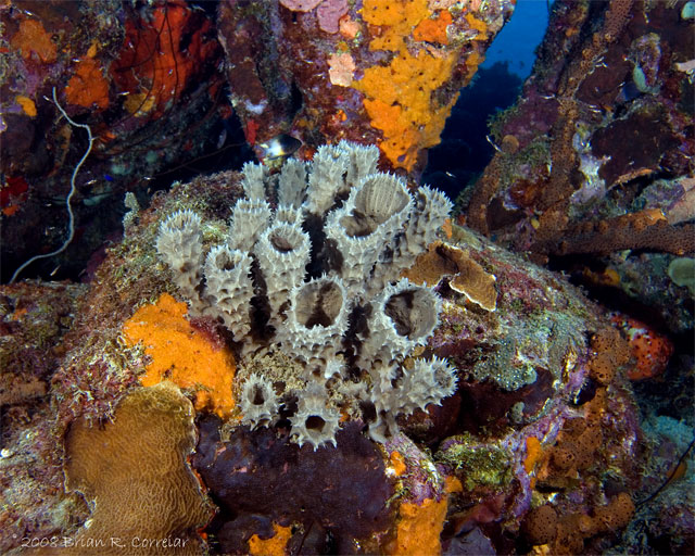 Bonaire_08_D-1_058_edited-1