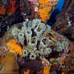 Bonaire_08_D-1_058_edited-1