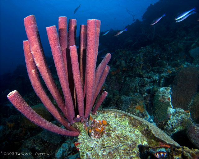 Bonaire_08_D-1_062_edited-1