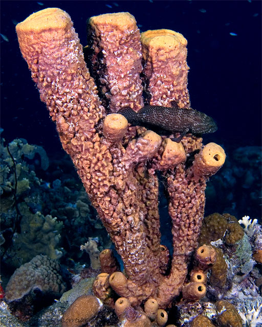 Bonaire_08_D-1_110_edited-1