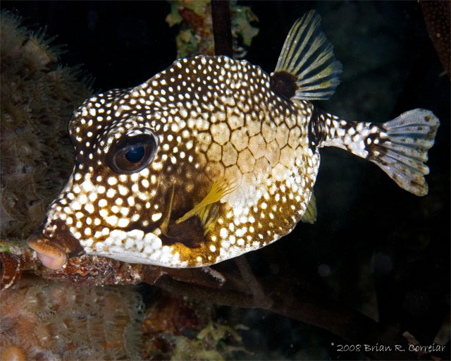 Bonaire_08_D-1_228_edited-1