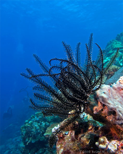 Bonaire_2008_D-2_041_edited