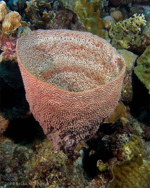 Bonaire_2008_D-2_169_edited