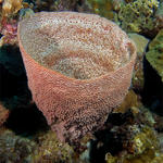 Bonaire_2008_D-2_169_edited