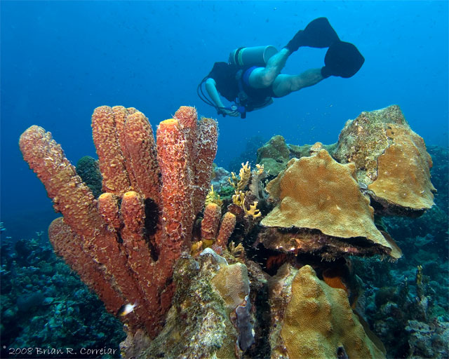 Bonaire_2008_D-2_181_edited