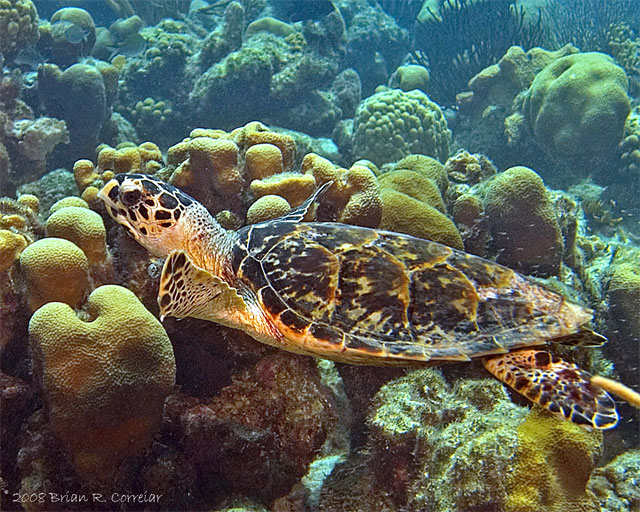 Bonaire_2008_D-2_216_edited