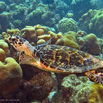 Bonaire_2008_D-2_216_edited